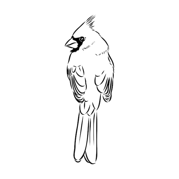 Кардинал птица эскиз векторные иллюстрации рисованной красной кардинал птица выгравированы иллюстрации кардинал