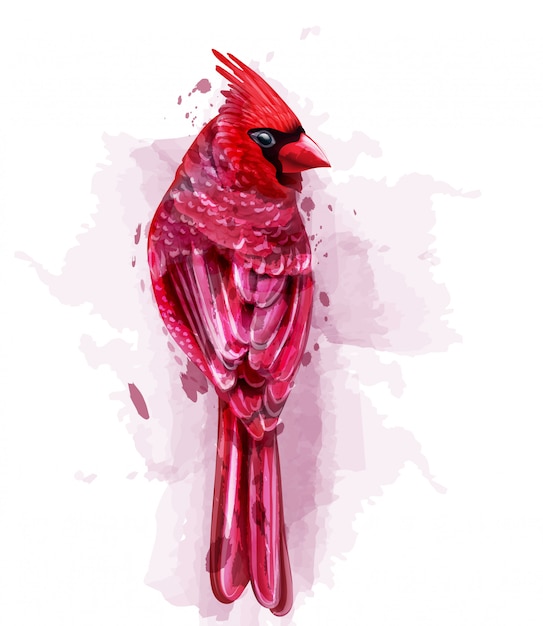 Cardinal red bird watercolor