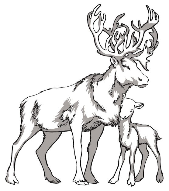 Caribou deer and indigenous peoples of northern russia vintage black and white drawing vector illust...