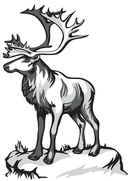 Caribou deer and indigenous peoples of northern Russia. Vintage black and white drawing. Vector illustration. Nature and man.