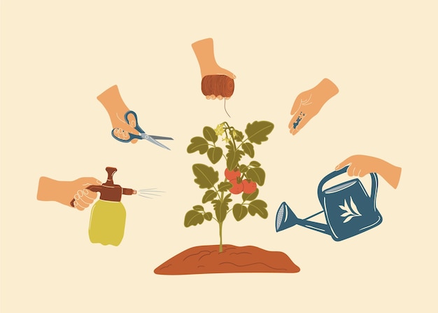 Caring Hands in Tomato Plant Cultivation Cycle