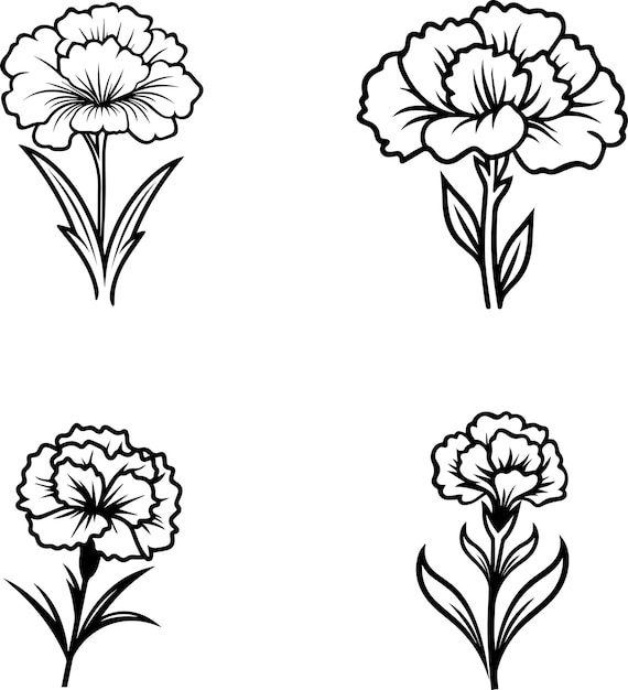 Vector carnation flower black and white illustration