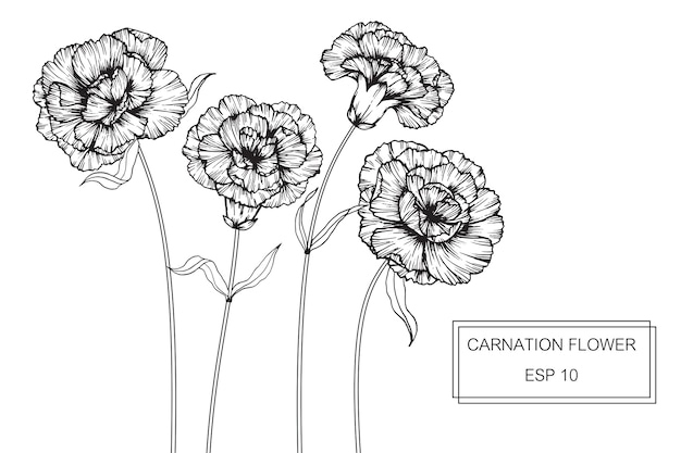 Illustrazione del disegno del fiore del garofano