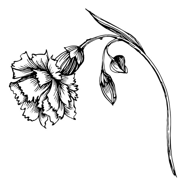 Fiore di garofano chiodo di garofano botanico floreale elemento di illustrazione isolato fiore di campo del disegno a mano vettoriale per la cornice o il bordo del modello di involucro della trama di sfondo