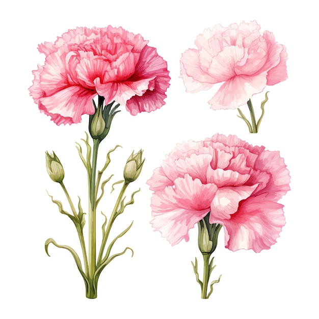 Carnation flowers set watercolor illustration isolated on white background