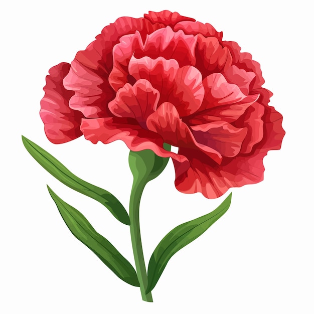 Vector carnation flowers