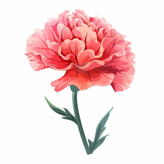 Vector carnation flowers