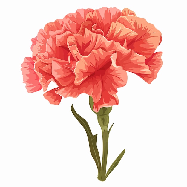 Vector carnation flowers