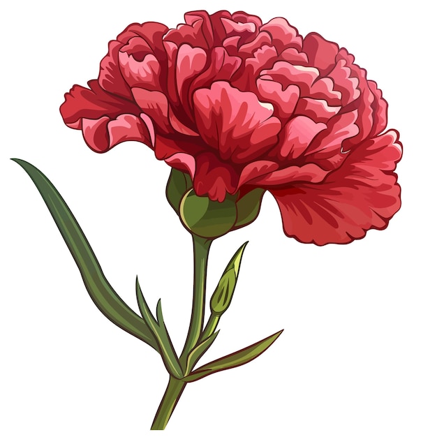 Vector carnation flowers