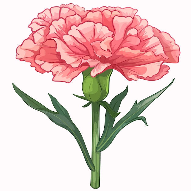 Vector carnation flowers