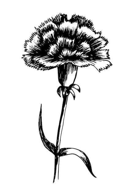 Carnation ink pen sketch Hand drawn vector carnation flower sketch on white background