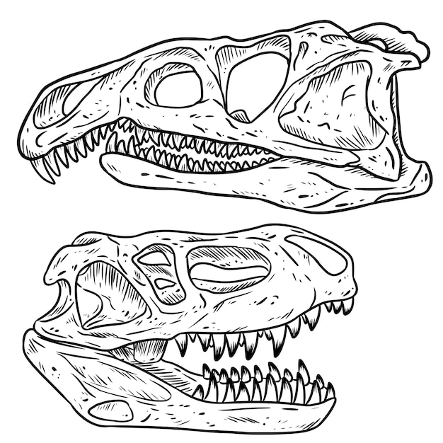 Insieme di schizzo disegnato a mano di linea di teschi di dinosars carnivoro