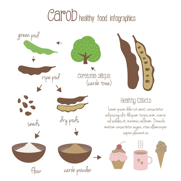 Carob infographics. Production of carob, use in cooking. Tree, pods, seeds and carob powder. Vegetarian decaffeinated food. Vector illustration