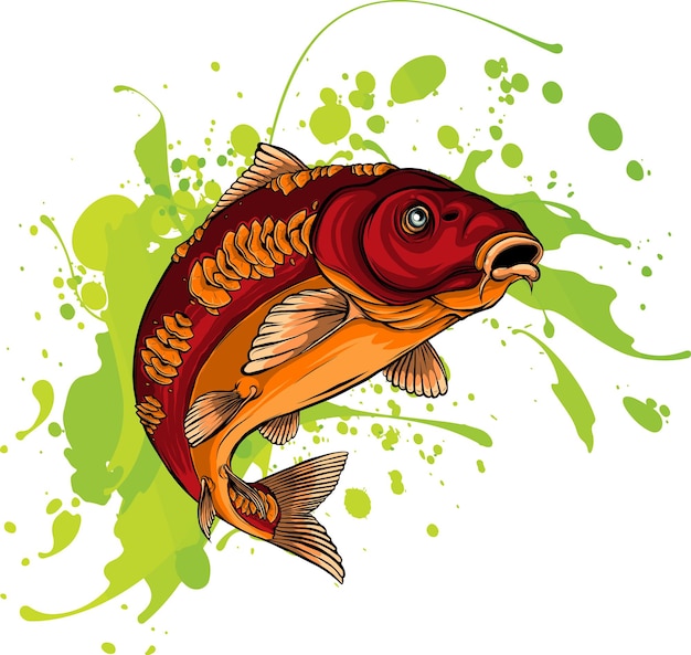 Vector carp fish vector common carp illustration isolated on white background