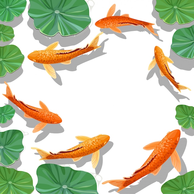 Carps Koi fish under water background