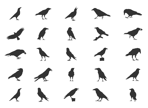 Carrion Crow Silhouettes Carrion Crow Flying Silhouette Crow Silhouettes Carrion Crow Vector Set