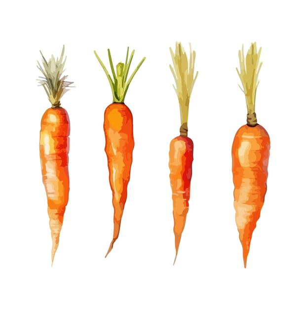 Carrot clipart isolated vector illustration