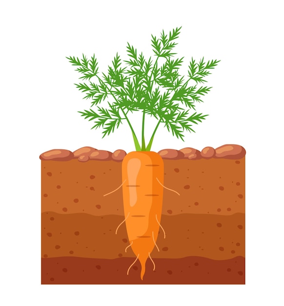 Carrot in the garden Carrot growing in the ground Vector illustration