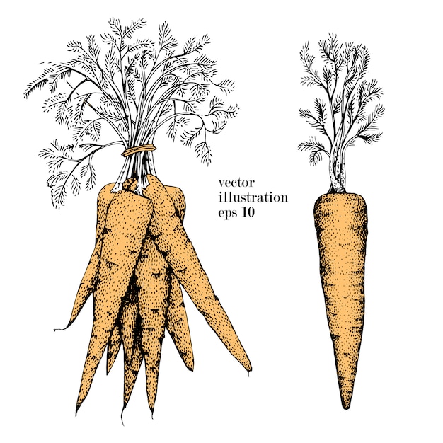 당근 손으로 그린 벡터 일러스트 레이 션 세트 빈티지 야채 새겨진 스타일 개체. 메뉴, 라벨, 농장 시장에 사용 가능
