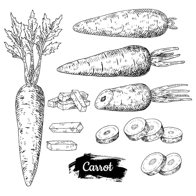 Vector carrot hand drawn.