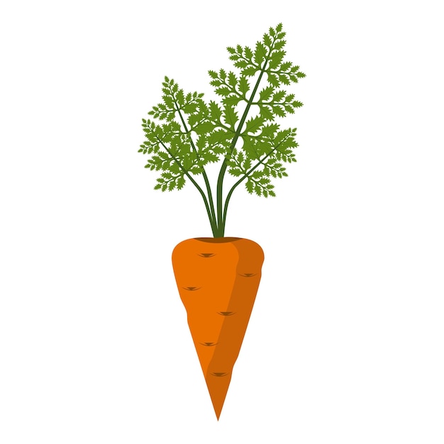 Carrot icon crunchy carrot fresh vegetable cartoon flat design style vector illustration isolated on white background elements for mobile and web applications