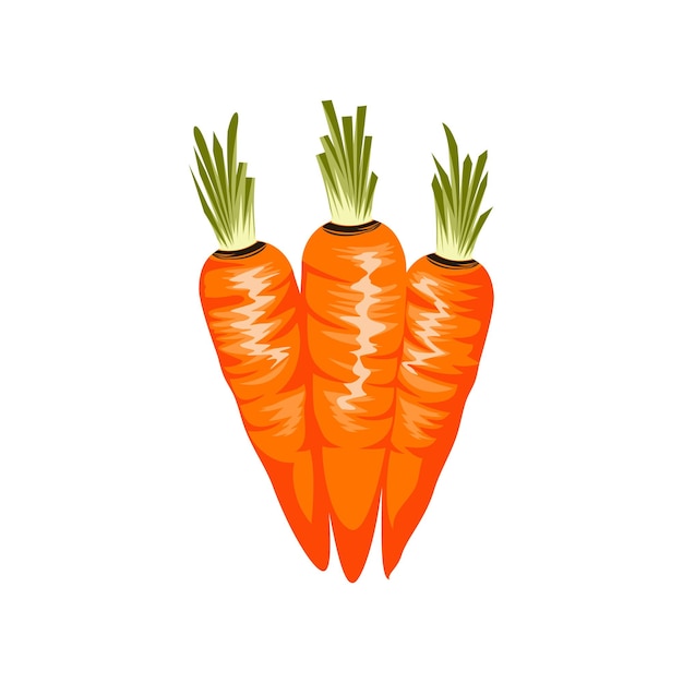 Вектор Логотип иллюстрации моркови спелая оранжевая морковь