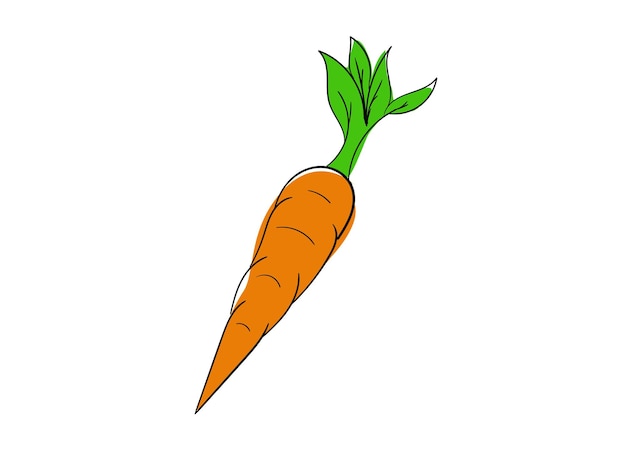 Carrot illustration vector design