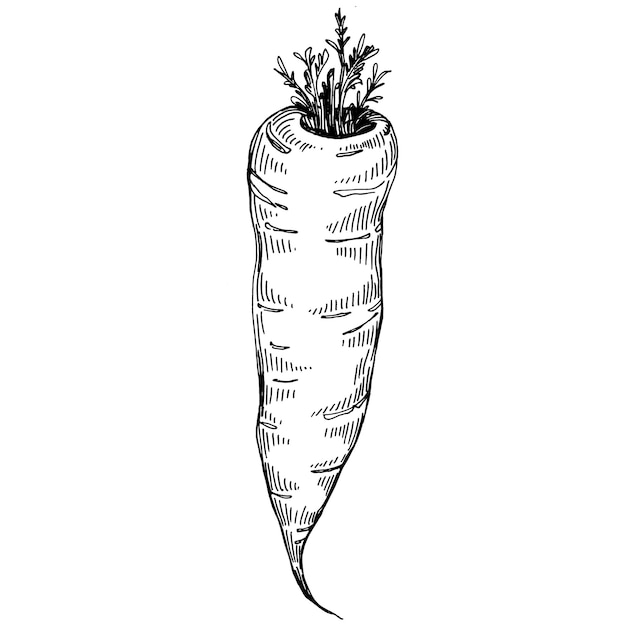 Carrot isolated hand drawn illustration