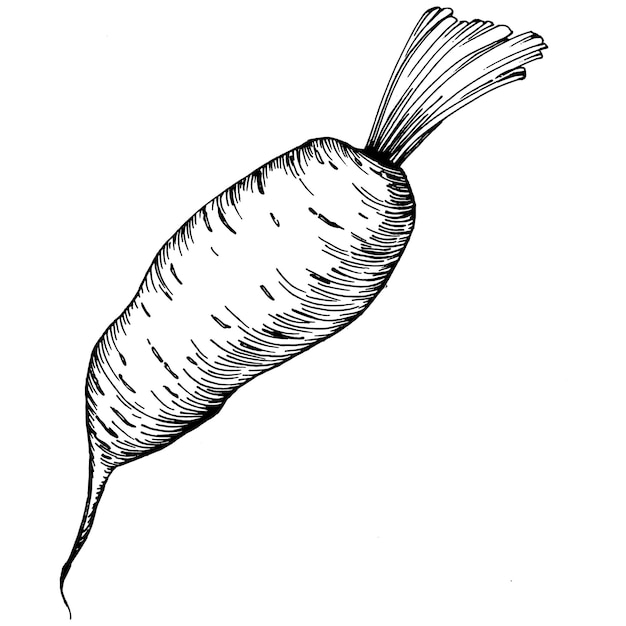 Vector carrot isolated hand drawn illustration