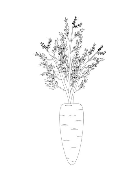 Carrot outline Contour drawing of vegetables