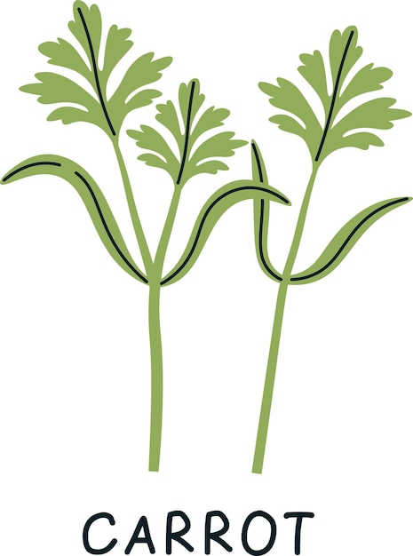 Carrot Sprouts Microgreen