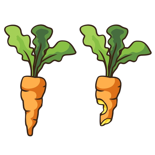 Carrot vector cartoon