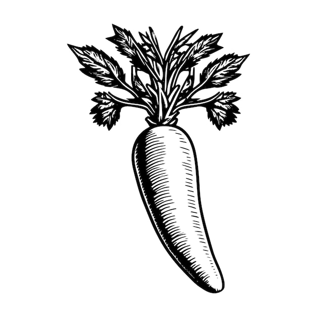 Значок вектора моркови, изолированный на логотипе белой этикетки