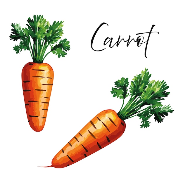 Illustrazione vettoriale della carota