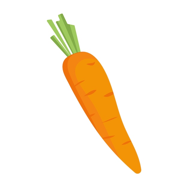 Carrot vegetable isolated vector colored