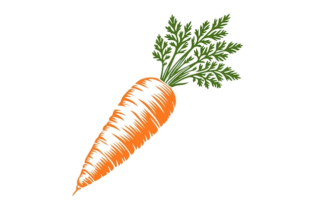 Vector a carrot with orange and green leaves on a white background