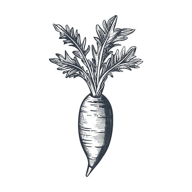 Vector carrot woodcut style drawing vector