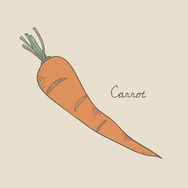 Una carota