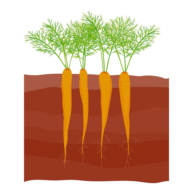 Vettore carote nell'orto cime di carota le carote crescono con foglie e radici