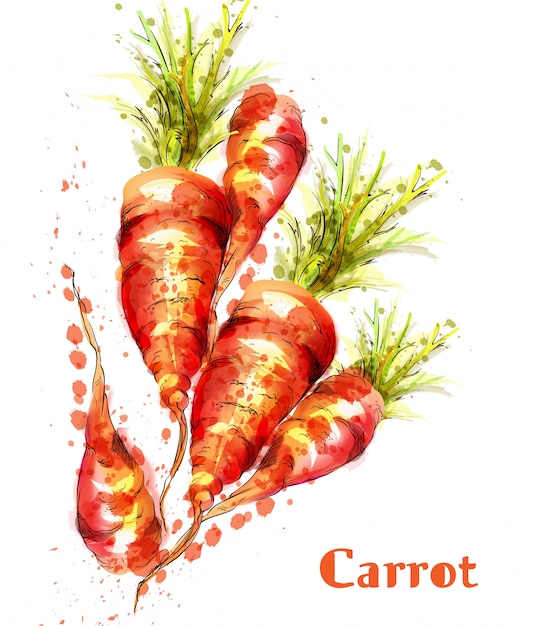 Carrots isolated watercolor