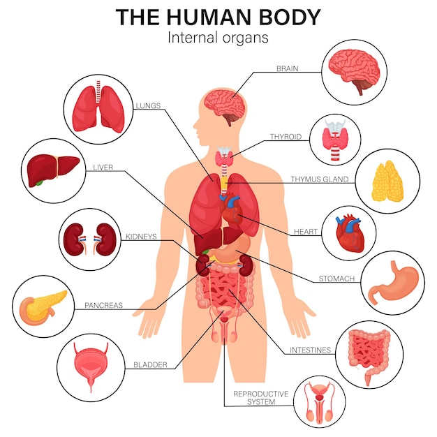 Cartel infográfico plano del diagrama de los órganos internos del cuerpo humano con la ubicación de los nombres de la imagen de los iconos y la ilustración del vector de las definiciones. Corazón y cerebro, hígado y riñones. Glándula timo y sistema reproductivo