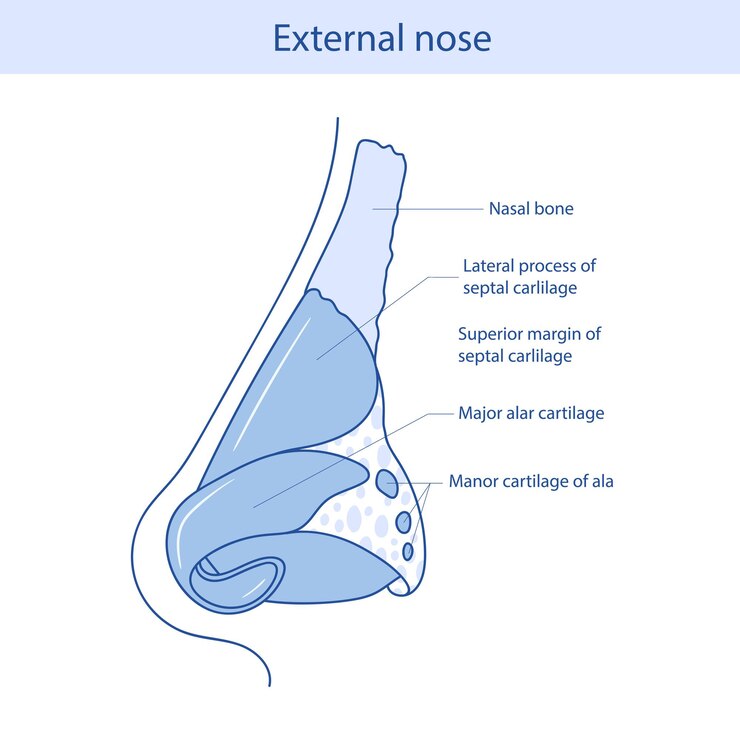 Vector cartilages of the external nose flat vector illustration