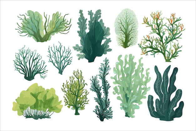 Vector cartoon algae plants isolated on background cartoon vector illustration