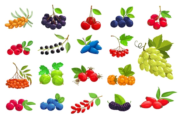 Cartoon berries sea buckthorn, black chokeberry and cherry. Blueberry, hawthorn and lingonberry with bird cherry, honeysuckle and viburnum. Grape, rowanberry, gooseberry and rose hip icons set