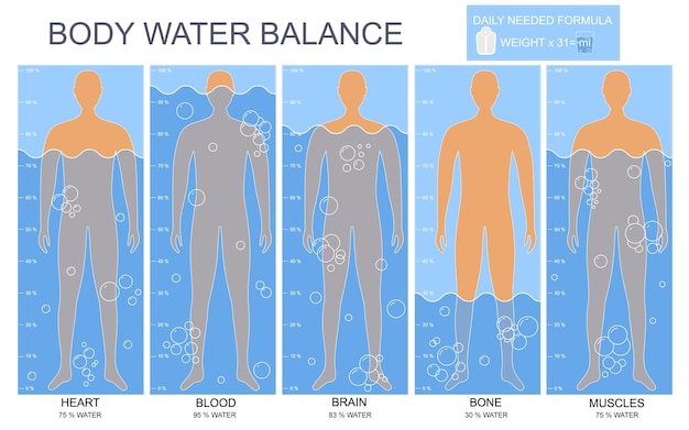 Cartoon Body and Water Chart in Blood Brain Muscle Bone and Heart Infographics Card Poster Flat Design Style Vector illustration