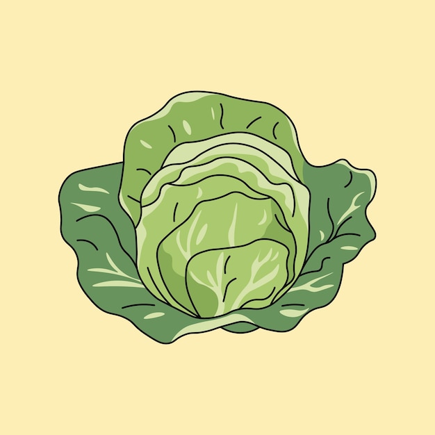 Vector cartoon cabbage vegetable