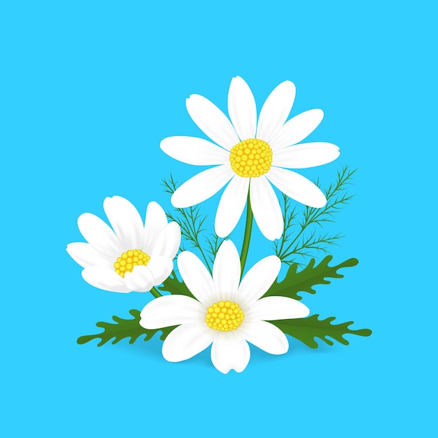 Cartoon Camomile on a Blue Background for Ad Medicine and Health Care Concept Flat Design Style Vector illustration of Chamomile