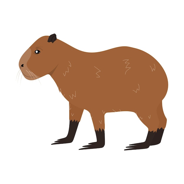 Cartoon Capybara animal isolated on white background