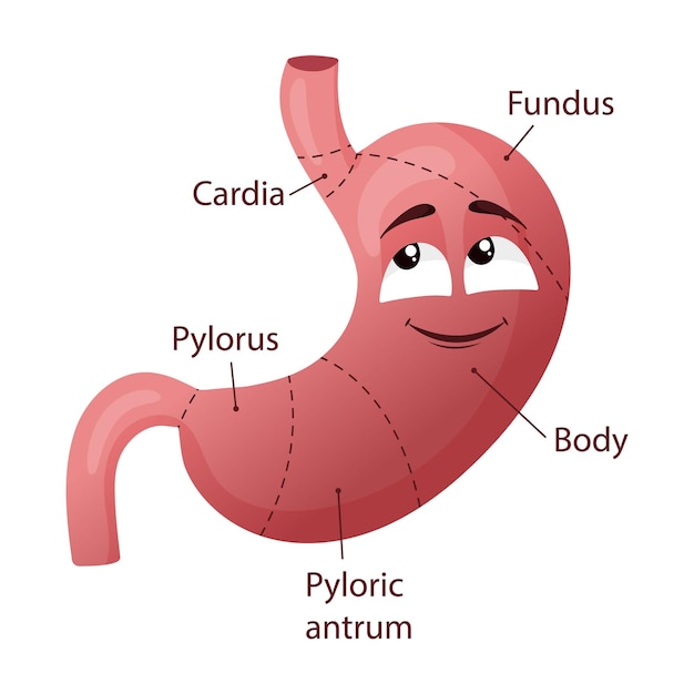 Vettore stomache di personaggio dei cartoni animati con faccia diagramma medico illustrazione vettoriale isolata su sfondo bianco