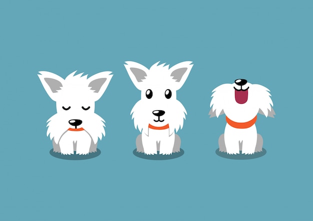 Vector cartoon character white scottish terrier dog poses